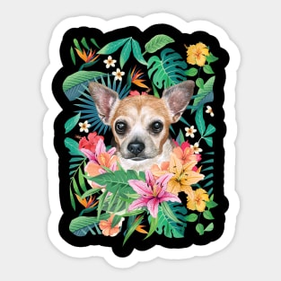 Tropical Short Haired Red White Chihuahua 2 Sticker